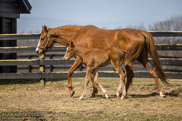 filly o/o Evening Primrose at 13 days old