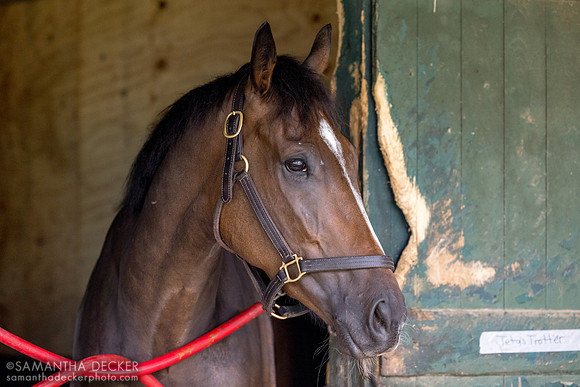 Teta's Trotter, Donk barn