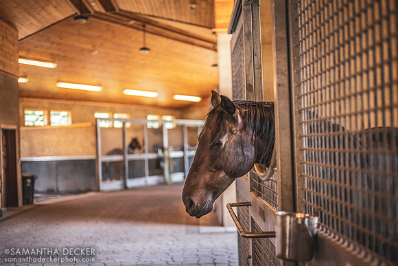 Buffalo Miss, Sugar Plum Farm, Saratoga Springs, NY