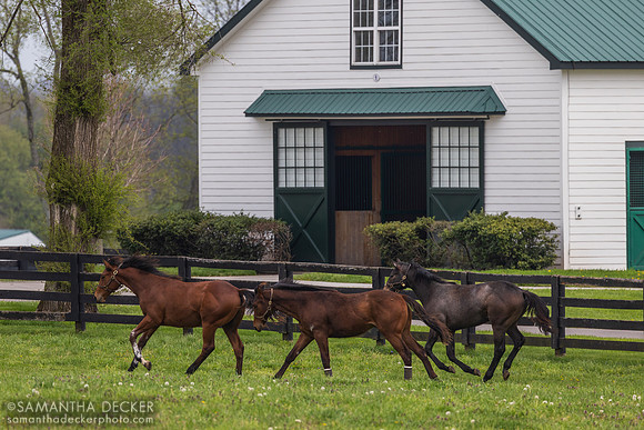 Yearling colts, Spendthrift Farm