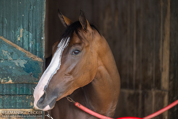 She's Got Will, Casse Barn