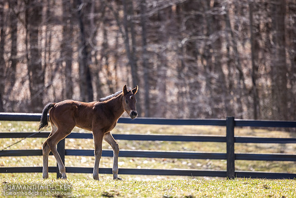 2025 Good Magic Colt out of Walking Miracle, Thirty Year Farm, Saratoga Springs, NY