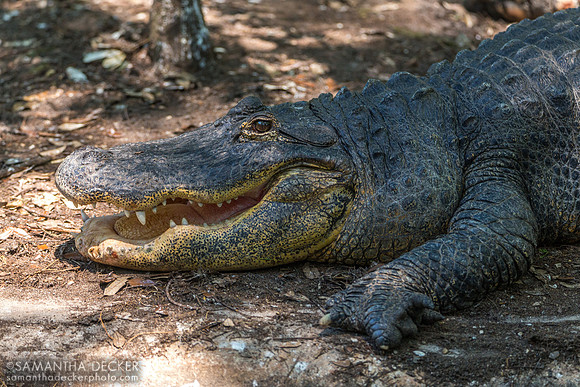 Alligator at ZooTampa