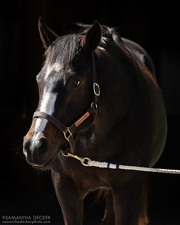 Rachel Alexandra, Stonestreet Farm, Lexington