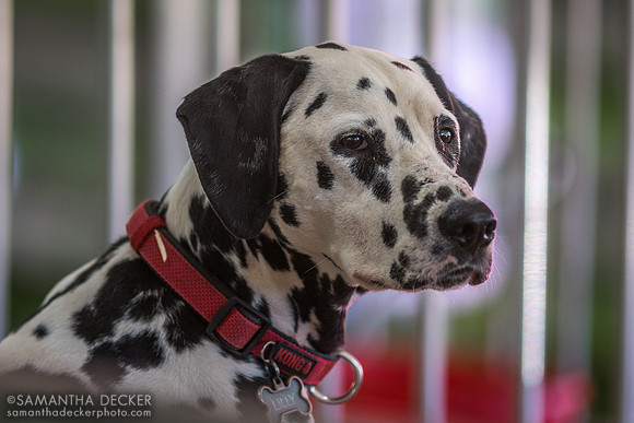 Lilly, one of the Budweiser Dalmatians, 2022