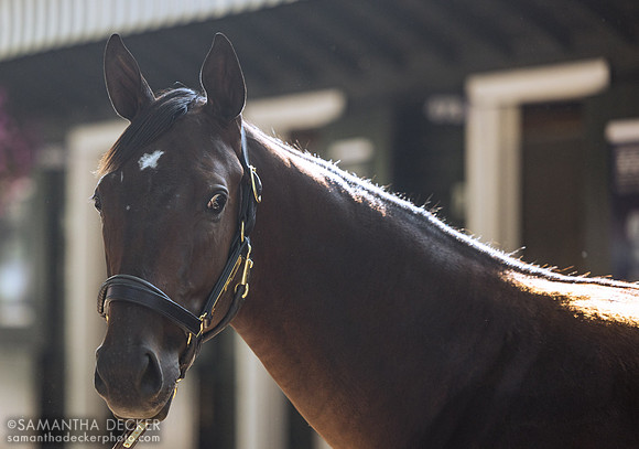 Twice the Life (2024 Life Is Good - C'Est La Vie filly), 2025