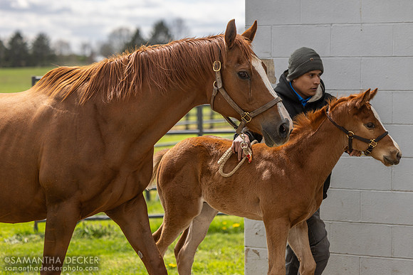 Denali Stud, Paris, KY