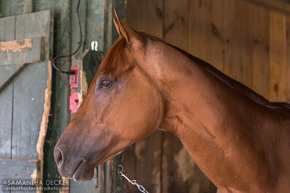 Our Shot, John Terranova barn