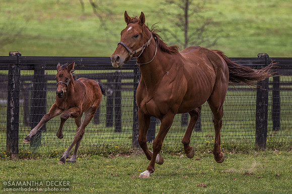 Chilly Chocolate and her 2025 Cornice colt, Denali Stud, Paris, KY