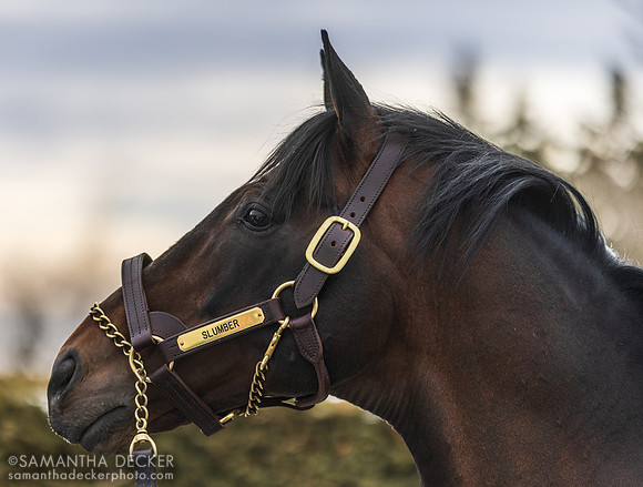 Slumber at Rockridge Stud, 2025
