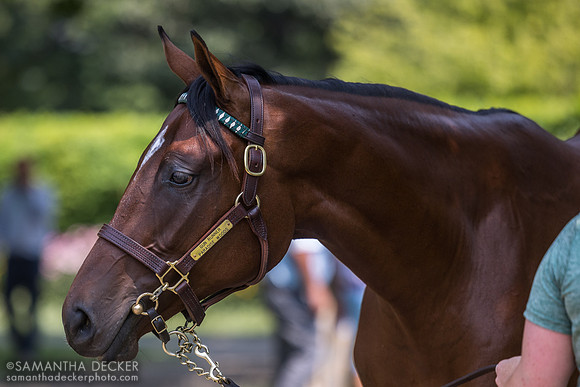 Tennesseesmokeshow (2024 Gun Runner - Paradise Woods filly), 2025