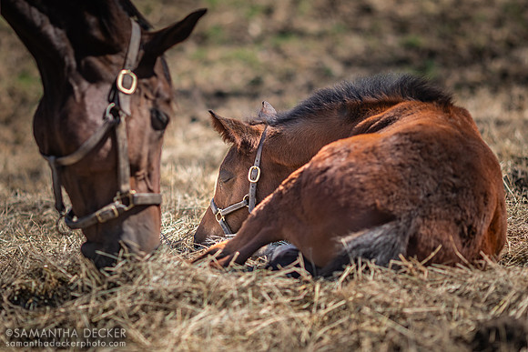 Qualifying and Valentine for Aday, Mahoney Eden Manor, Saratoga Springs, NY