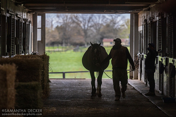 Denali Stud, Paris, KY