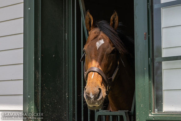 National Treasure, Spendthrift Farm