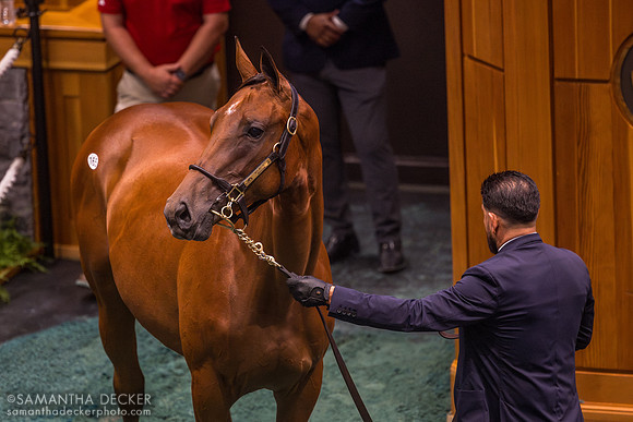 2024 Into Mischief - Mopotism filly, half sister to Journalism, 2025