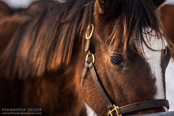 Beautiful Yearling