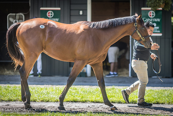 Yearling at Fasig Tipton