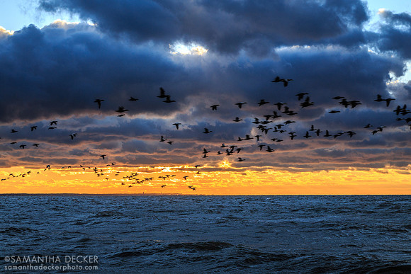 Birds Fly Over Cape Cod Bay, First Encounter Beach, Eastham, Cape Cod