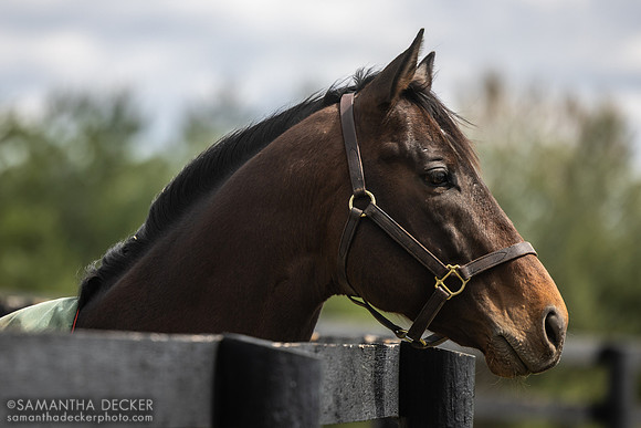 Life Is Good, WinStar Farm, Versailles, KY