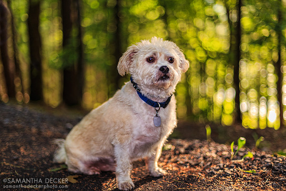 Oscar