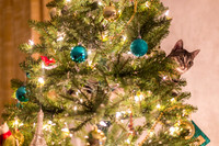 Franny in the Christmas Tree