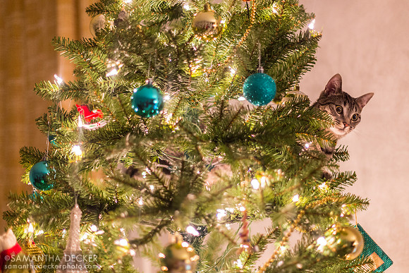 Franny in the Christmas Tree