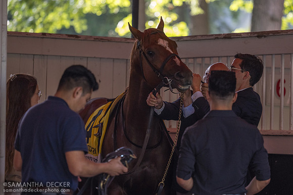Carson's Run is saddled for the Saratoga Derby