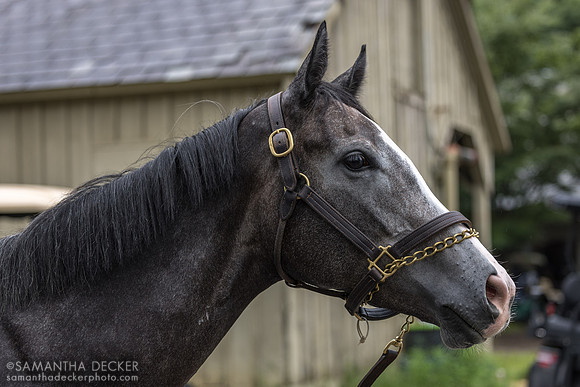 Candy is Dandy, Bruce Brown barn