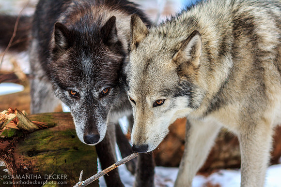 Adirondack Wildlife Refuge