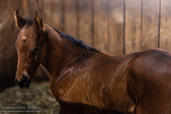2025 Arcangelo colt out of All Dressed Up
