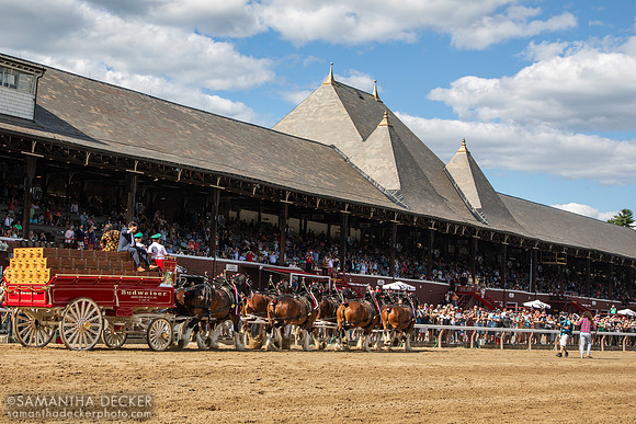 Budweiser Clydesdales at Saratoga, 2022