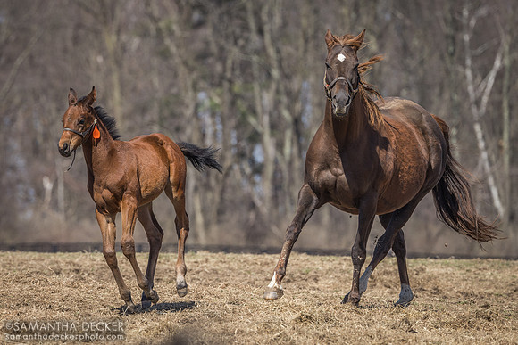 Toga Tiger and her 2024 King for a Day colt, Irish Hill Century Farm, Stillwater, NY