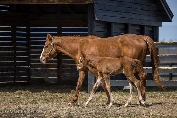 filly o/o Evening Primrose at 13 days old