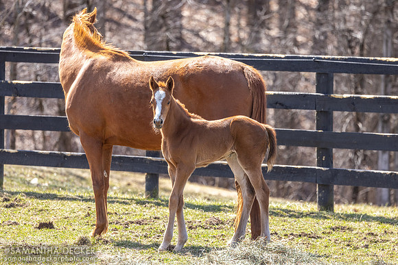 filly o/o Evening Primrose at 13 days old