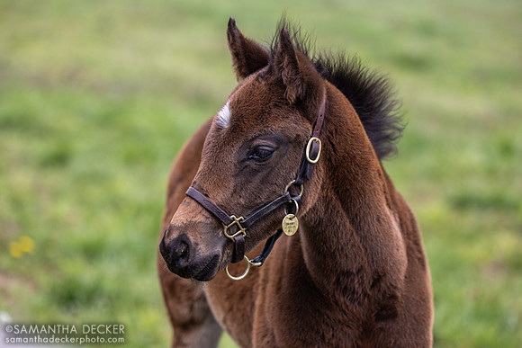 2025 Girvin colt out of Smarmy, Denali Stud, Paris, KY