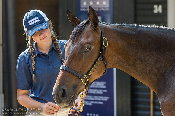 2024 Yaupon - Big Time Lady filly, 2025