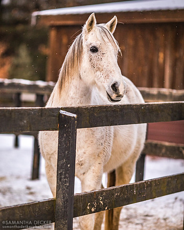 Be Bullish, Old Friends at Cabin Creek, Greenfield, NY, 2022