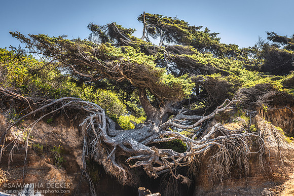 Tree of Life, Olympic National Park