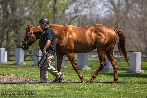 Vekoma, Spendthrift Farm, 2025