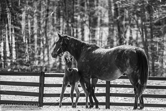 Walking Miracle and her 2025 Good Magic colt, Thirty Year Farm, Saratoga Springs, NY