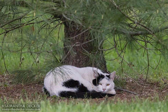 Barn cat, Taylor Made Farm, Nicholasville