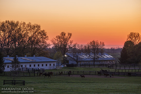 Denali Stud, Paris, KY