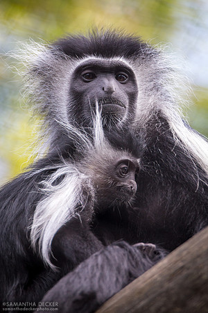 Colobus Monkeys, Disney's Animal Kingdom, Walt Disney World