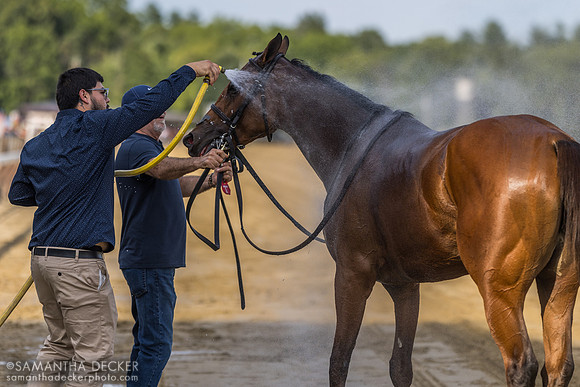 Pounce gets a bath after winning the Lake George