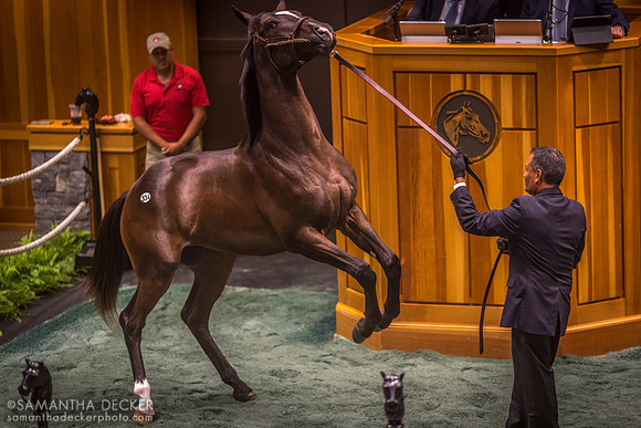 Fasig-Tipton
