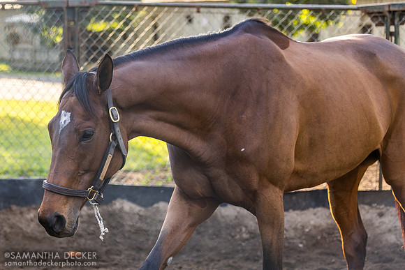 War Like Goddess in the round pen