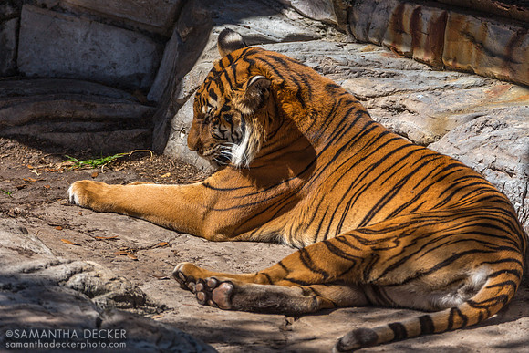 Tiger at ZooTampa