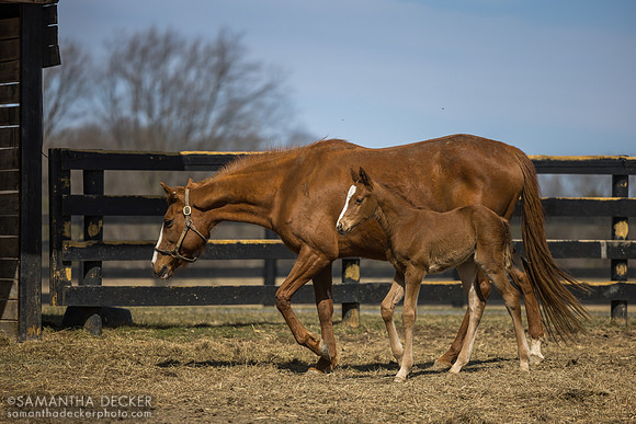 filly o/o Evening Primrose at 13 days old