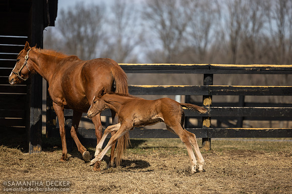 filly o/o Evening Primrose at 13 days old