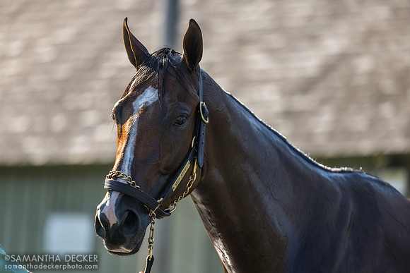 Miss Justify